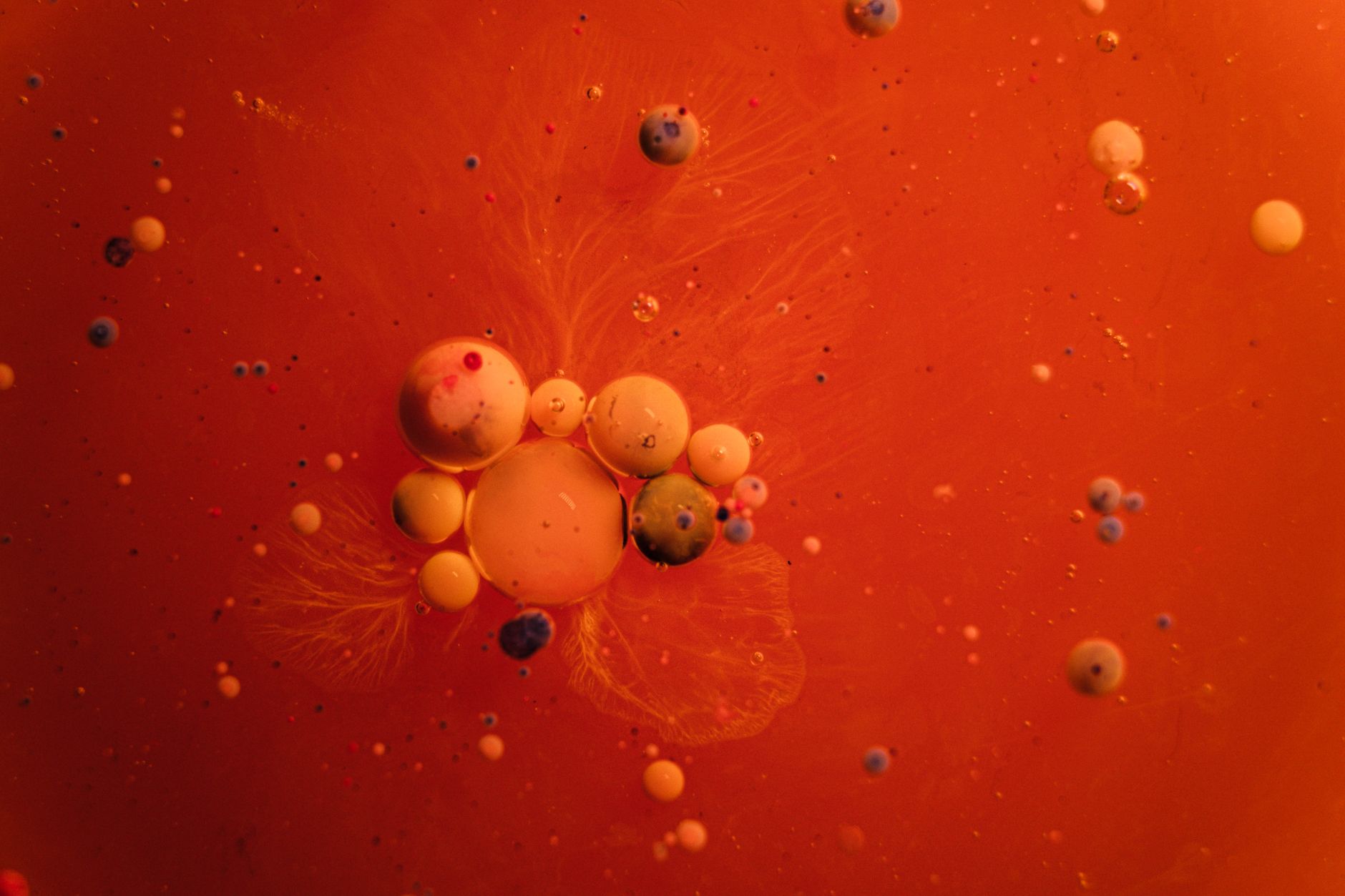cells in red liquid