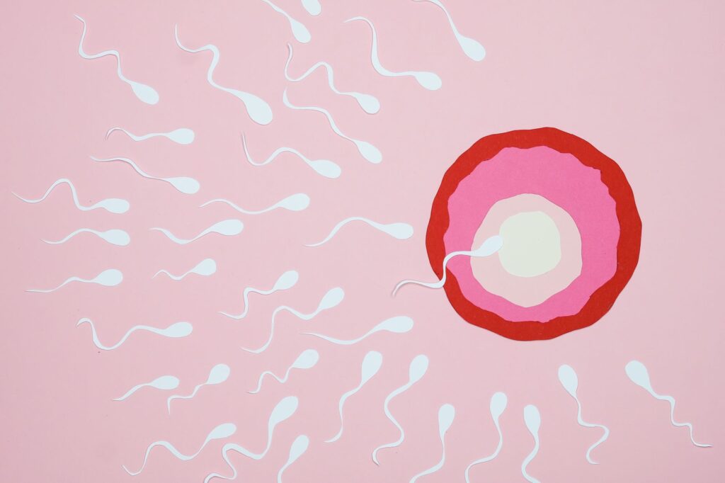 an illustration of fertilization