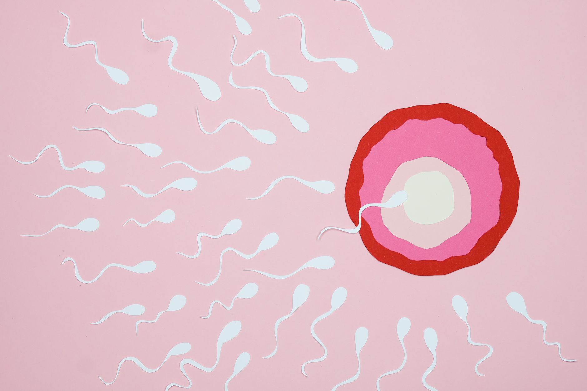 an illustration of fertilization